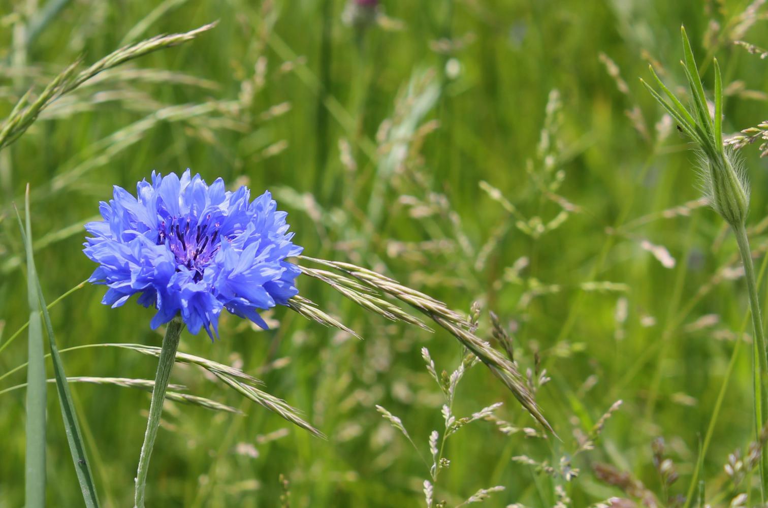 Bleuet (ou centaurée bleuet), et bouton floraln de nielle des blés