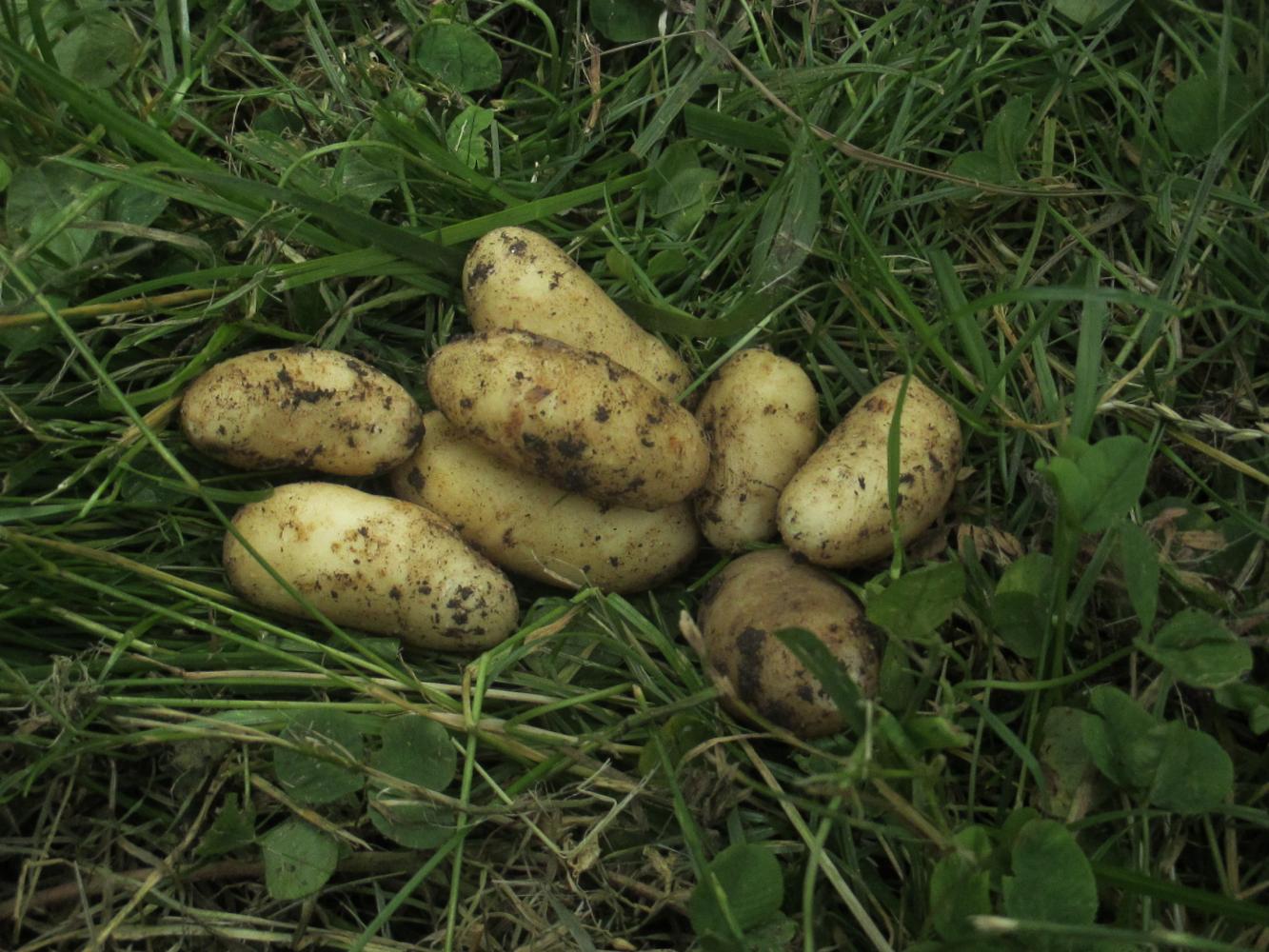 Pommes de terre nouvelles (Belle de Fontenay)