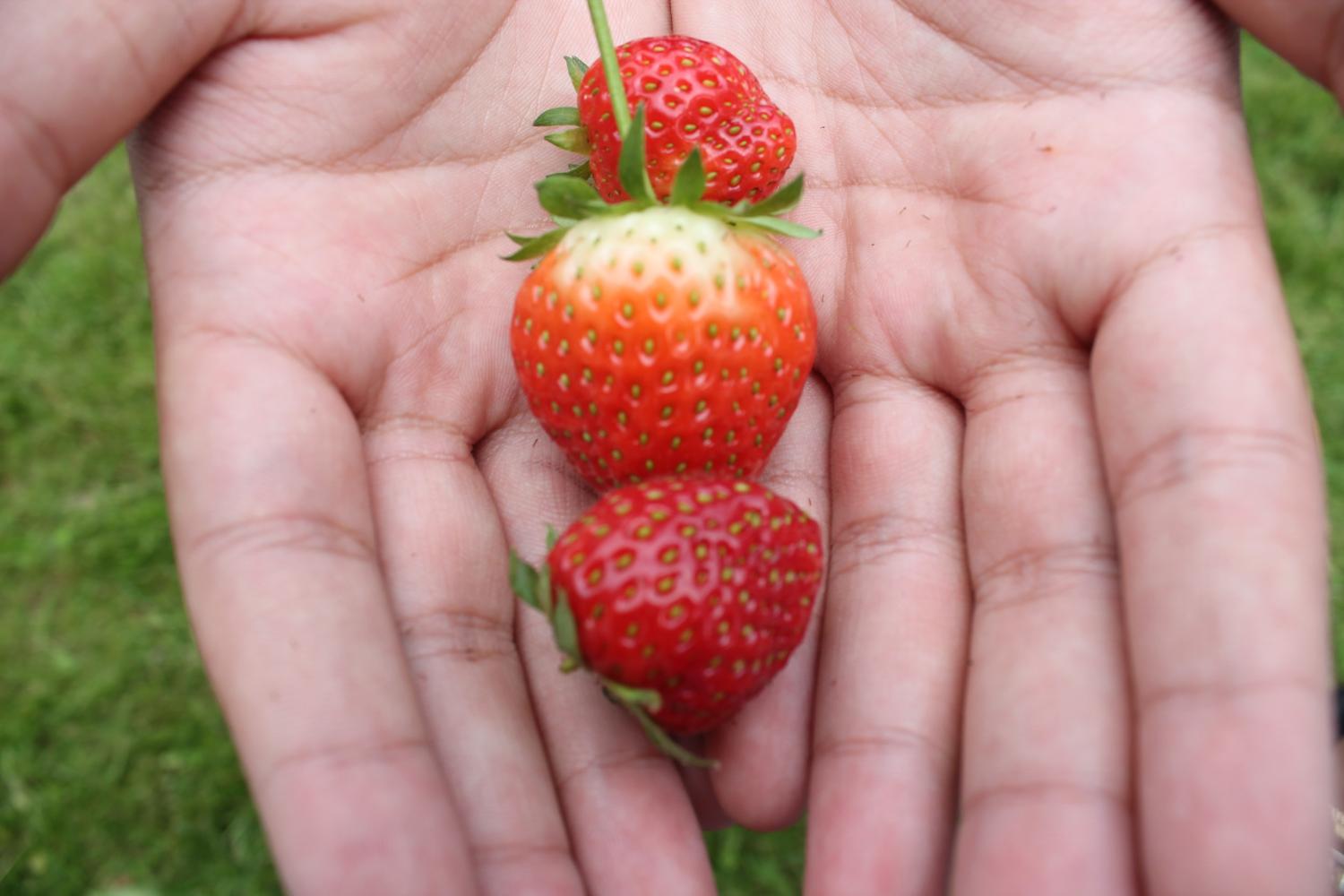 Les premières fraises de l'année