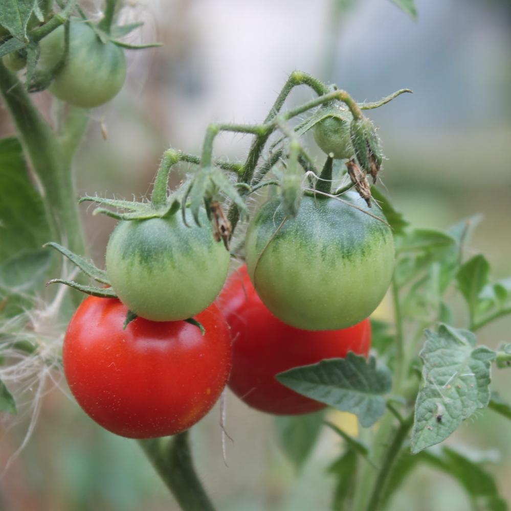 Tomates (variété « miel du Mexique »)