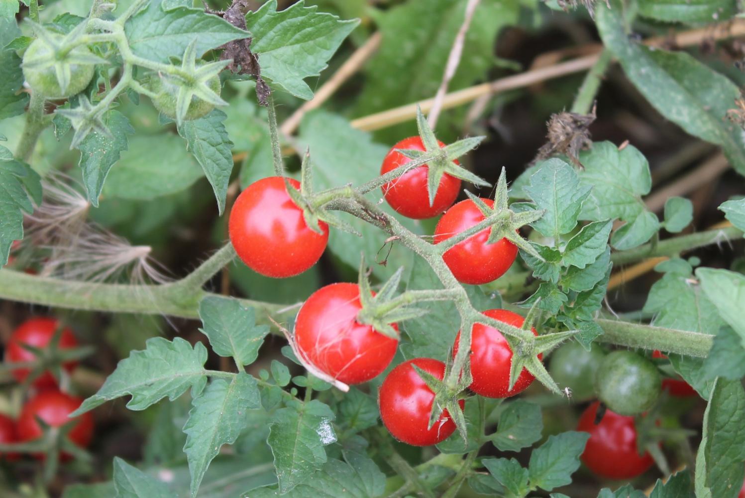 Tomates (variété « petit moineau »)