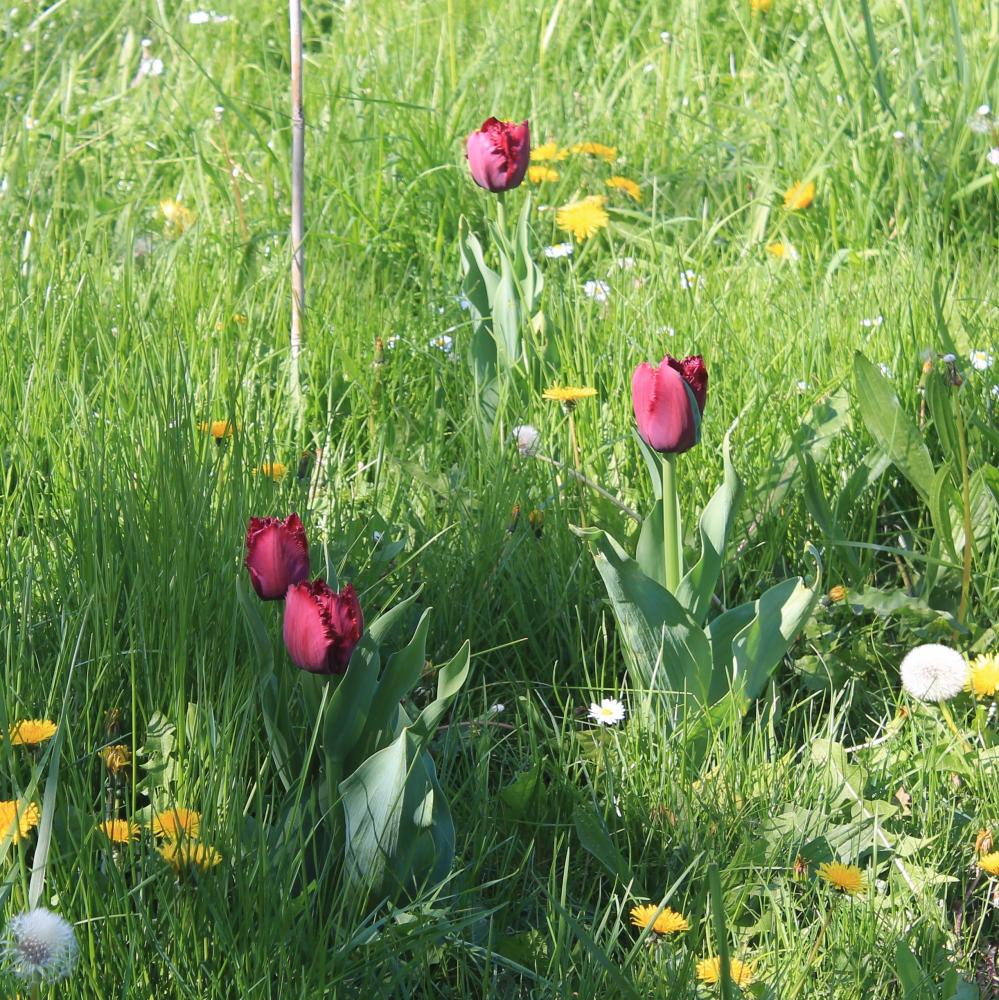 Tulipes plantées à l'automne par les secondes 5