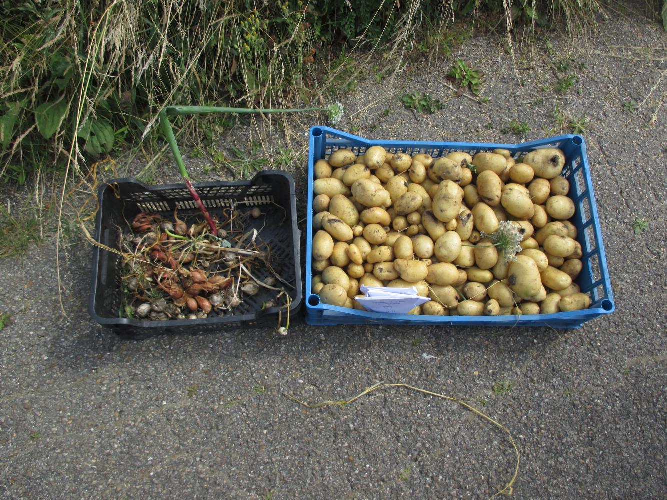 Récolte de pommes de terre (Aliénor), d'ail et d'échalote