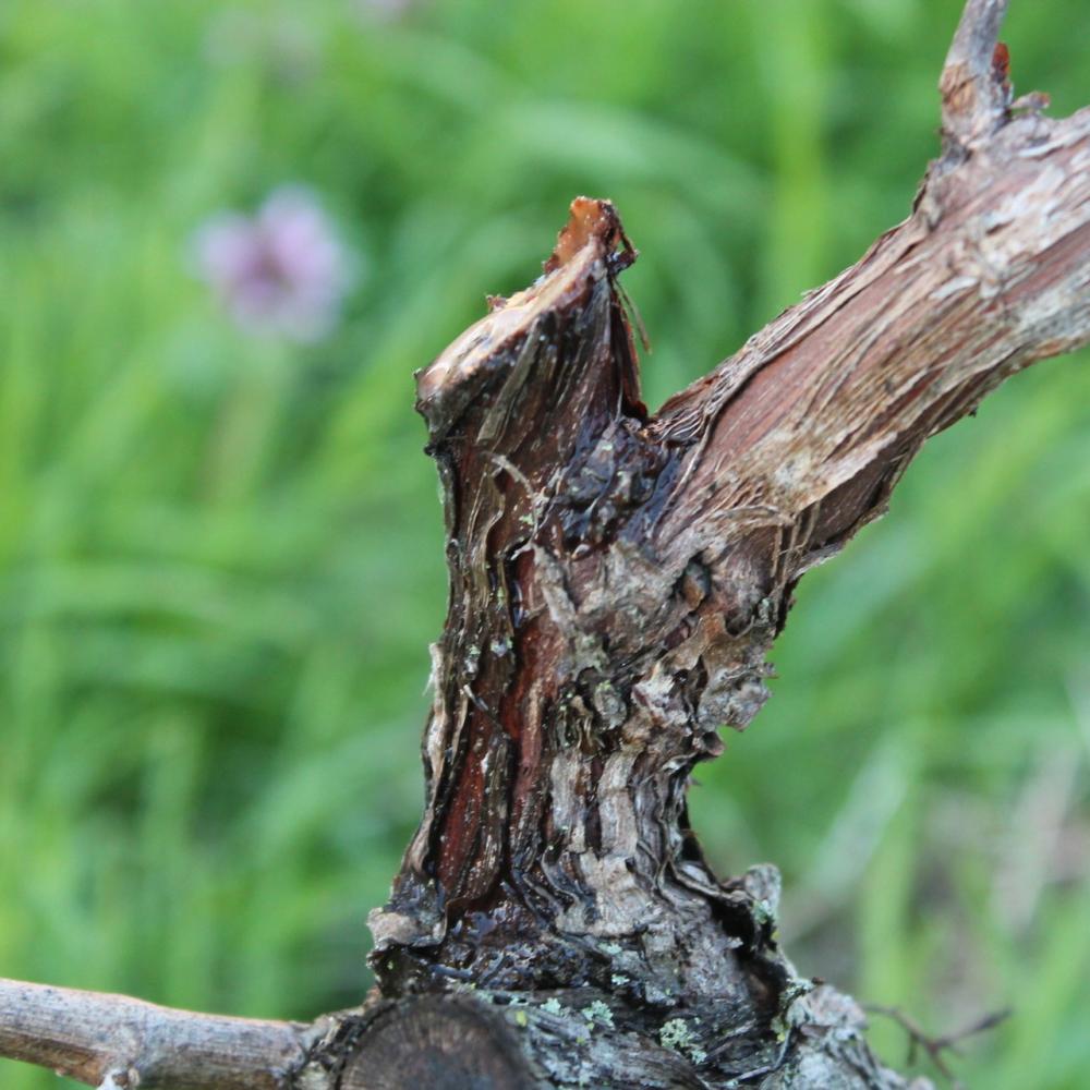 Pleurs de la vigne : la sève brute, poussée par les racines, s’écoule au niveau des sarments taillés récemment