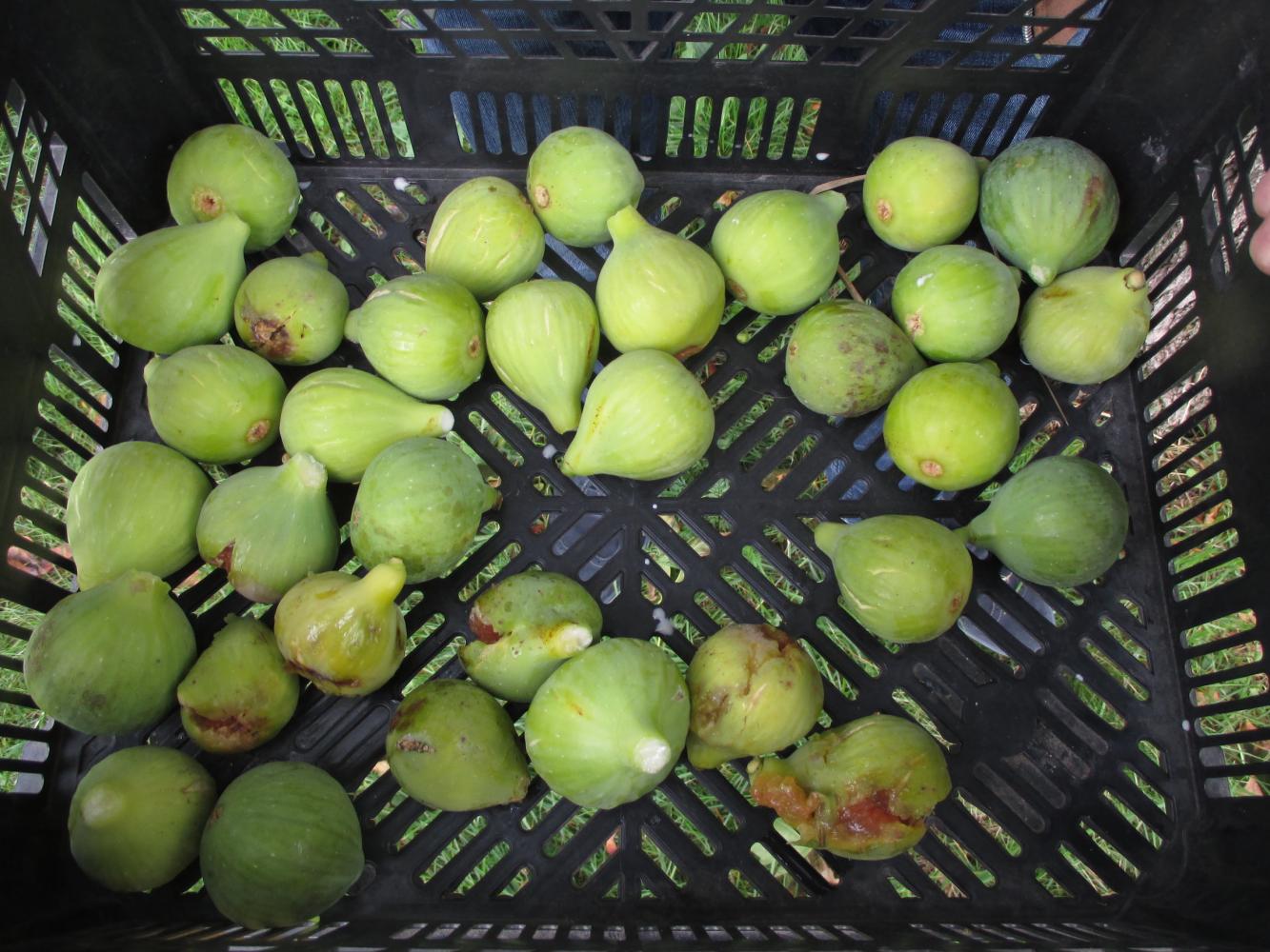 Récolte de figues